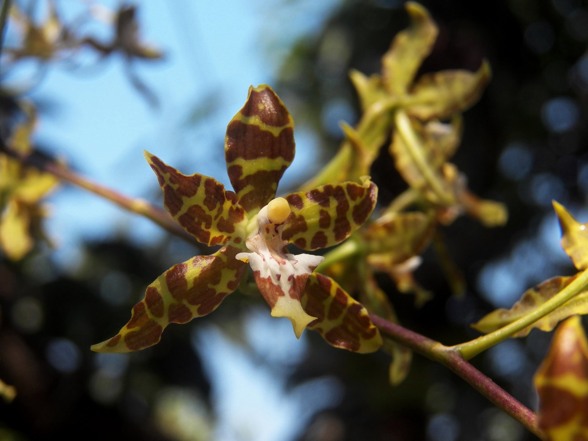 Oncidium hintonii
